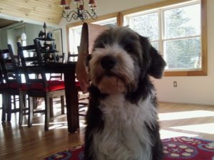 rescue collie bearded